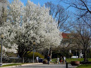 Looking back up the sidewalk, the tree in front of Carrier Library is just as beautiful from the side as it is from the front.