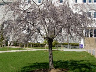 Outside Burruss Hall, this short tree takes on a slightly purple color...