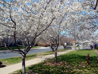 Along the street next to Burruss Hall, more white flowers create an exciting avenue.