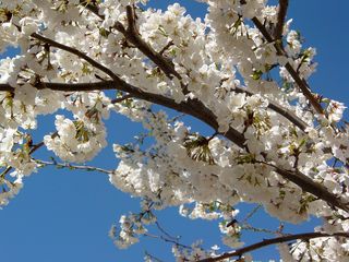 A close look at a branch reveals the sheer amount of blossoms on these trees!