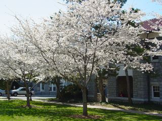 Alongside Johnston Hall, we find another row of white-flowered trees, which make for quite a sight.