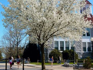 This tree is a fine example of an "urban tree", as it grows out of a square hole in the middle of pavement. However, unlike many urban trees, this one thrives and is completely in bloom.