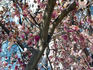 Behind Maury Hall, more pink trees can be found brightening up the landscape.