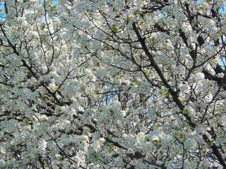 Out in front of Maury Hall, more lacy white trees can be found.