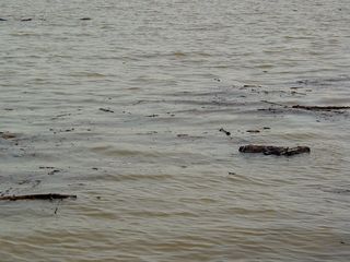 As was the case at the Alexandria Waterfront, bits of wood were floating in the water and collecting around the banks of the river, though not nearly as much here as in Alexandria.