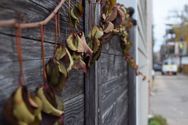 Leaves hang from a vine growing across a wooden fence.