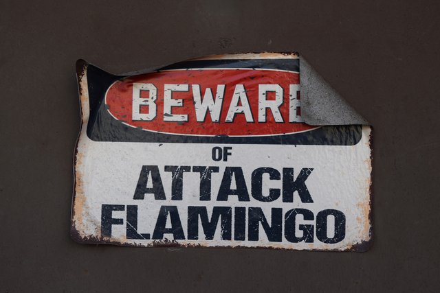 “Beware of Attack Flamingo” sign on the back door of Timeless Toys, one of many businesses facing Lincoln Avenue.