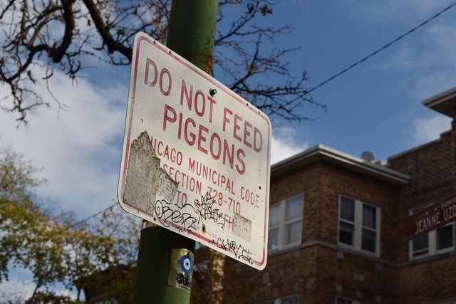 Sign reminding passers-by of the city's ban on feeding pigeons and related fines, at the intersection of the alley and West Giddings Street.